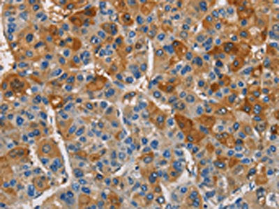 CST4 Antibody