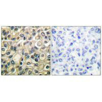 CLDN1 Antibody