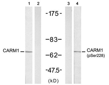 Phospho-CARM1 (Ser228) Antibody