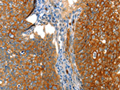 VWA5A Antibody