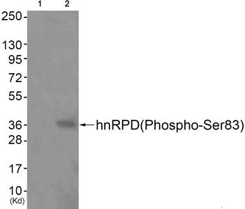Phospho-HNRNPD (Ser83) Antibody