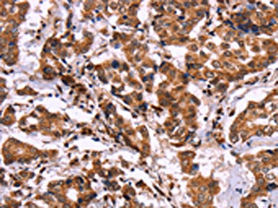 CARD11 Antibody