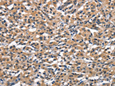 OLR1 Antibody