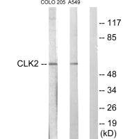 CLK2 Antibody