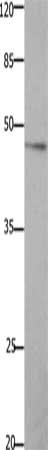 GHSR Antibody