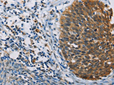 FXYD1 Antibody