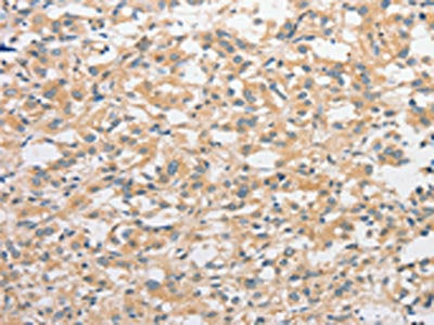 TLR4 Antibody