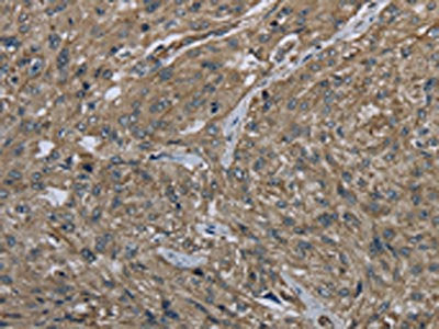 CLPS Antibody
