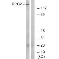 POLR3B Antibody