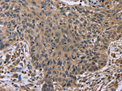 EDA Antibody