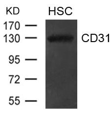 PECAM1 Antibody