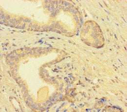 TMEM52B Antibody