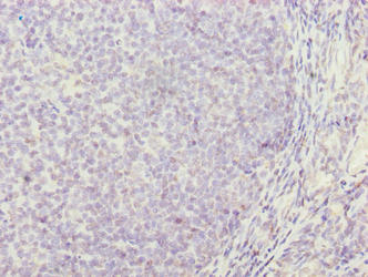 TRAT1 Antibody