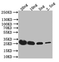 IL4R Antibody