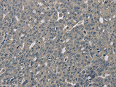EDN1 Antibody