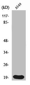 H1F0 Antibody