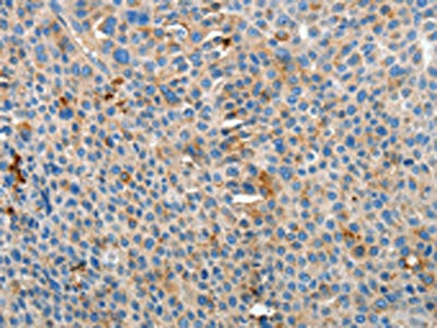 APOH Antibody