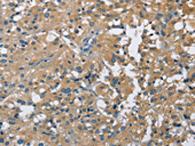 CAB39L Antibody
