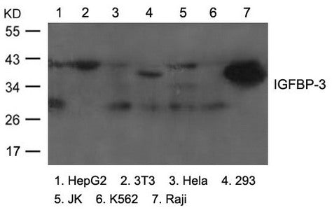 IGFBP3 Antibody