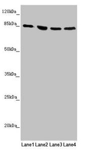 MFN1 Antibody