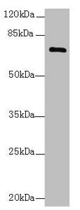 COLGALT2 Antibody