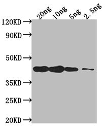 DREB2C Antibody