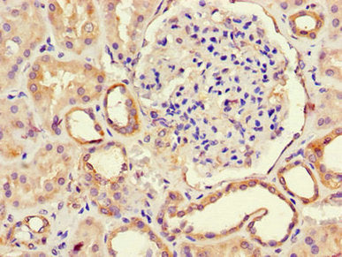 RPE Antibody