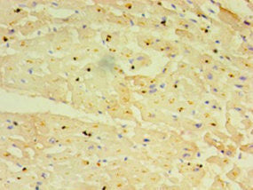 TRIM11 Antibody