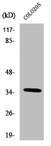 OR52D1 Antibody