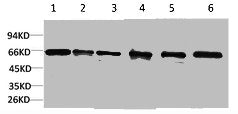 PRKAA1 Antibody