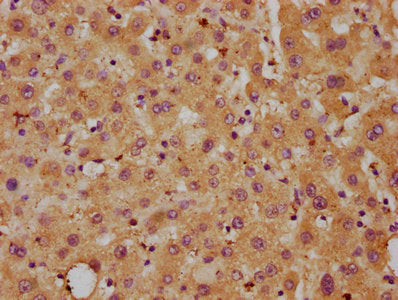 DLL3 Antibody