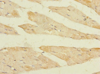 FBXO40 Antibody