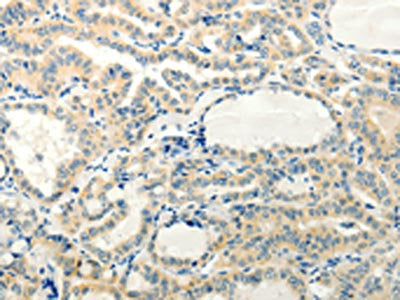 RXFP3 Antibody