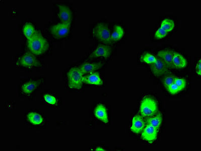 ATP6V0A2 Antibody