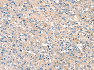 PIN1 Antibody