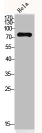 OAS2 Antibody