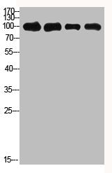 ACO2 Antibody