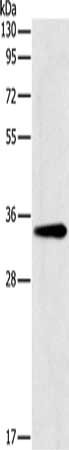 GNMT Antibody