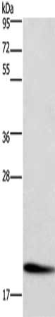 CFL1 Antibody