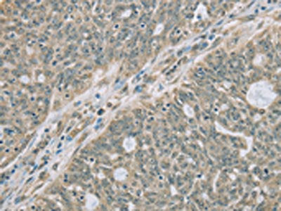 RNASE3 Antibody