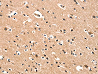 CYP46A1 Antibody