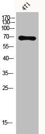Acetyl-XRCC6 (K331) Antibody