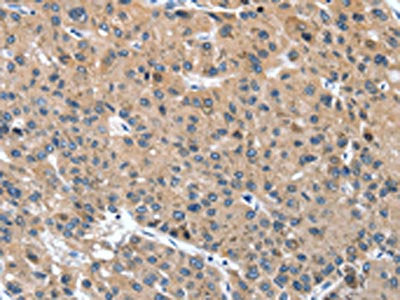 DSC1 Antibody