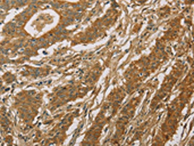 CYP39A1 Antibody