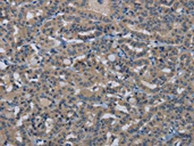 HSPG2 Antibody