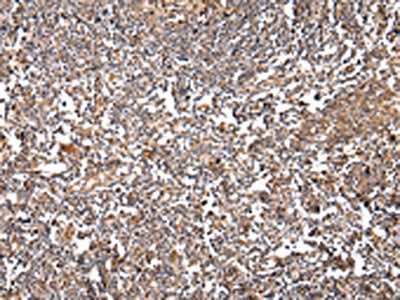 VSIG8 Antibody