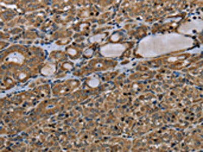 TNFRSF13C Antibody