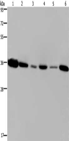 EMD Antibody