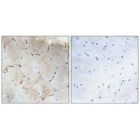 COL12A1 Antibody