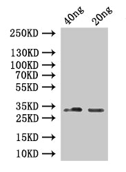 SINE1 Antibody